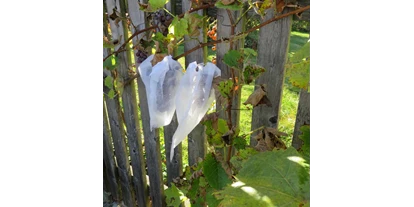 Händler - Klagenfurt - Obst- und Traubenschutztasche - Vliesbeutel zum Schutz der Ernte vor schädlichen Insekten, Vögeln u.v.m. - Witasek PflanzenSchutz GmbH