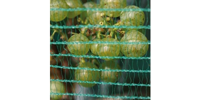 Händler - Klagenfurt - WitaNet Seitenbespannung - Das Traubenschutznetz der Extraklasse mit bestem Schutz gegen Insekten (z.B. Wespen) – auch guter Schutz gegen Hagel (seitlicher Aufprall) und gegen Vogelfraß - Witasek PflanzenSchutz GmbH