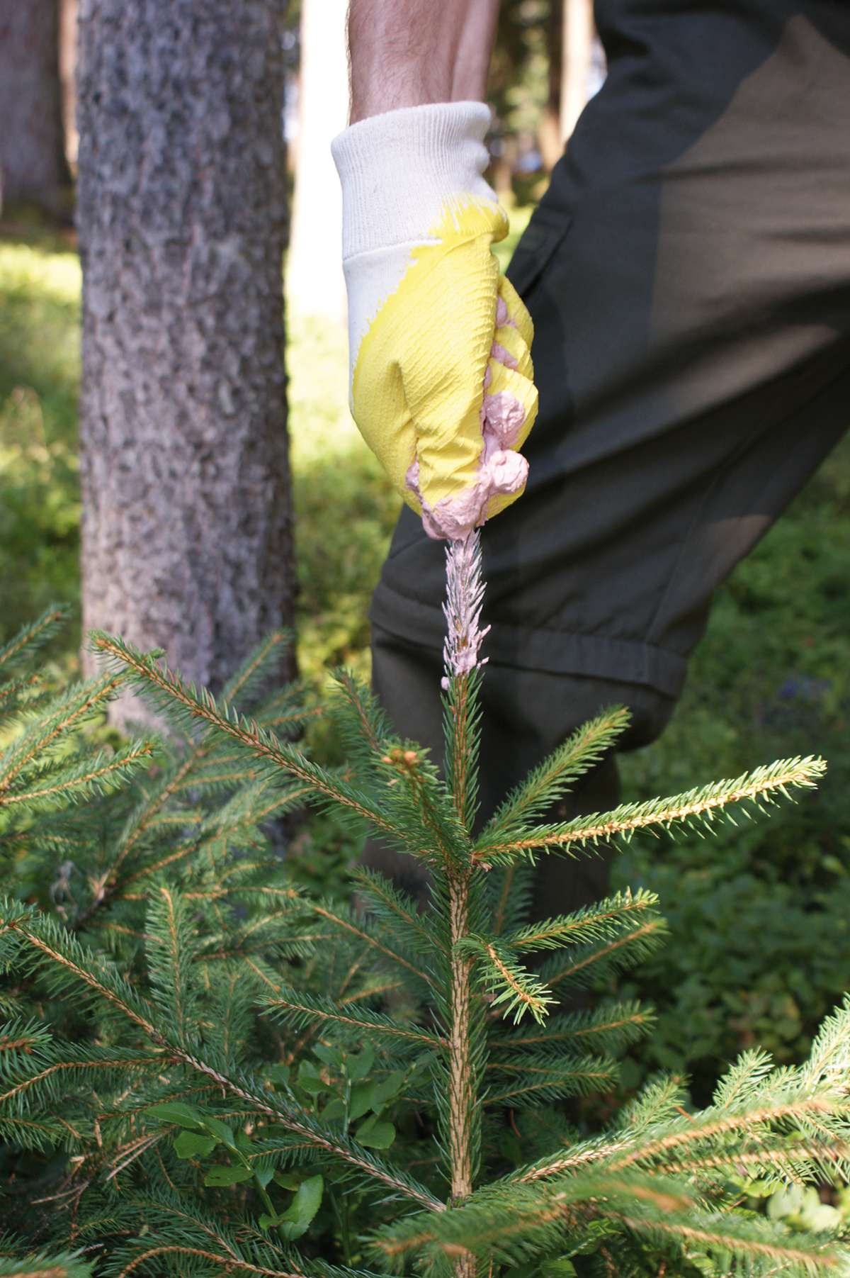 Witasek PflanzenSchutz GmbH Produkt-Beispiele Spritz- und Streichfähige Verbissschutzmittel gegen Sommer- & Winterverbiss