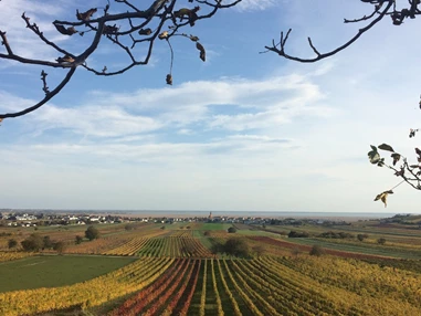 Unternehmen: Weingut KISS