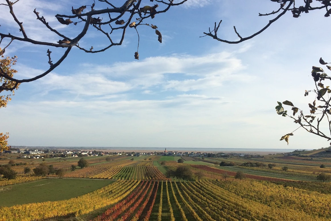 Unternehmen: Weingut KISS