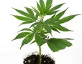 Unternehmen: Hanfpflanze  - Weedhaus Head & Grow CBD Hanfshop 