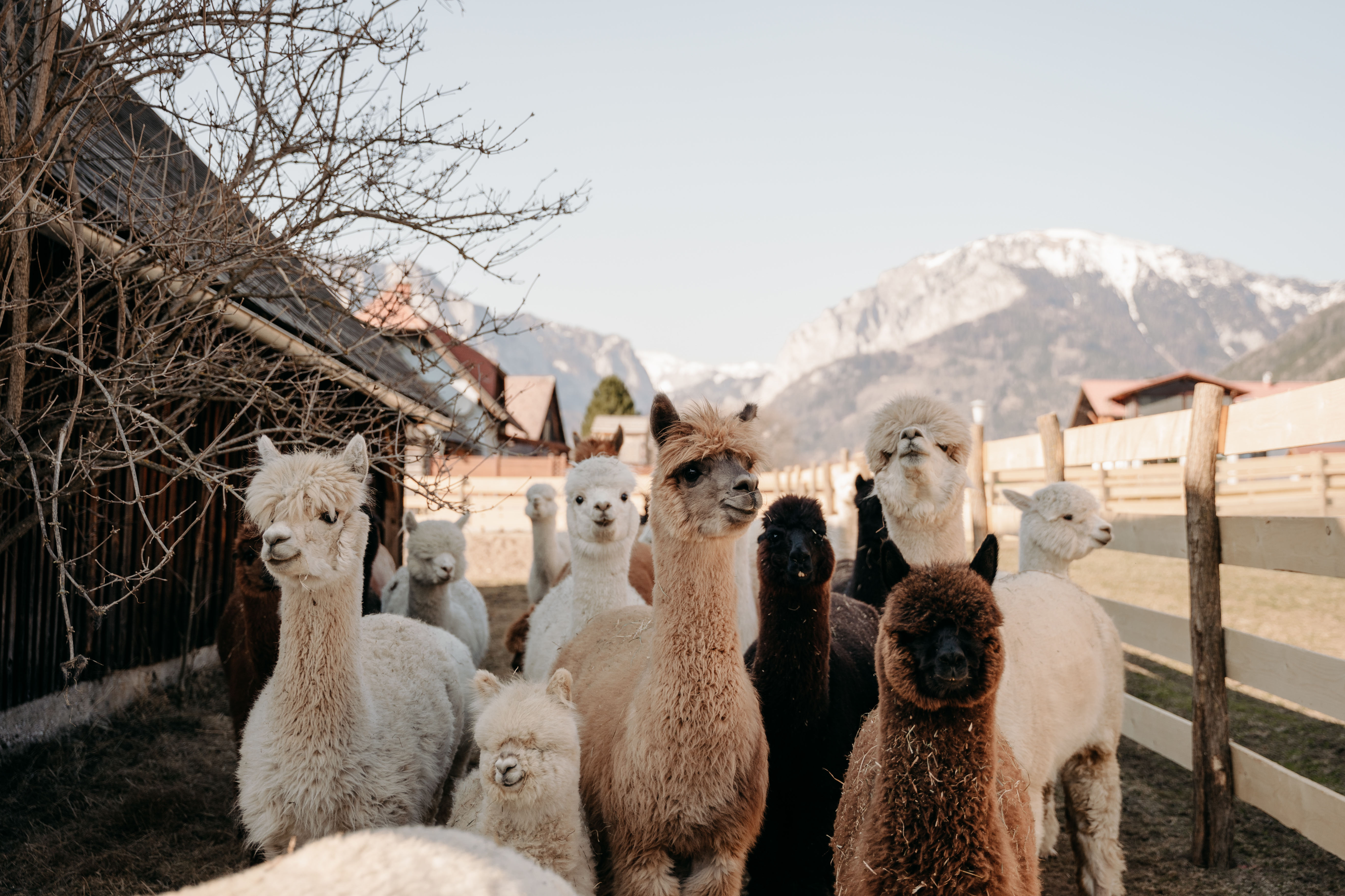 Händler - PLZ 8700 (Österreich) - Unsere Alpakas - Alpakas und Lamas zum Grünen See