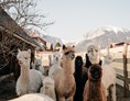 Unternehmen: Unsere Alpakas - Alpakas und Lamas zum Grünen See