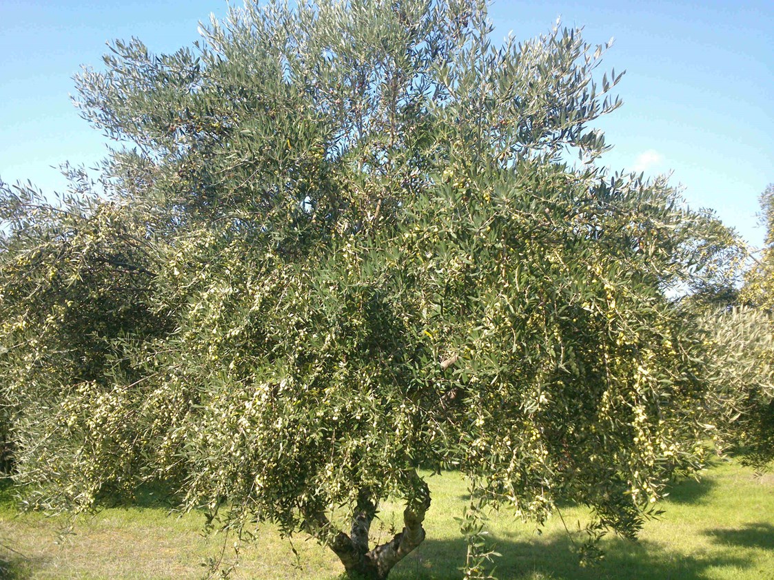 Unternehmen: Baum voll Oliven vor der ERnte - EliTsa e.U. 
