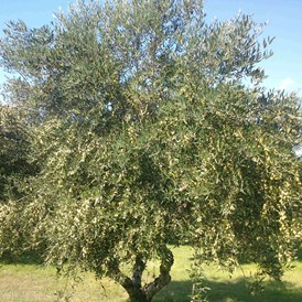 Unternehmen: Baum voll Oliven vor der ERnte - EliTsa e.U. 