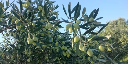 Händler - Gleisdorf - kurz vor der ERnte - EliTsa e.U.