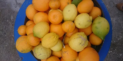 Händler - Gleisdorf - vollreife unbehandelte Orangen und Zitronen - die Basis für Elitsa's Fruchtaufstriche - EliTsa e.U.