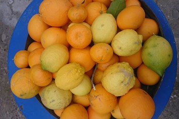Unternehmen: vollreife unbehandelte Orangen und Zitronen - die Basis für Elitsa's Fruchtaufstriche - EliTsa e.U. 