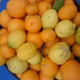 Unternehmen: vollreife unbehandelte Orangen und Zitronen - die Basis für Elitsa's Fruchtaufstriche - EliTsa e.U. 