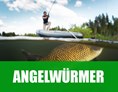 Unternehmen: Angelwürmer frisch und direkt aus der Wurmfarm in Österreich - Alpenwurm