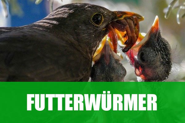 Unternehmen: Futterwürmer für Vögel, Reptilien und Fische - Alpenwurm