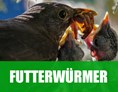 Unternehmen: Futterwürmer für Vögel, Reptilien und Fische - Alpenwurm