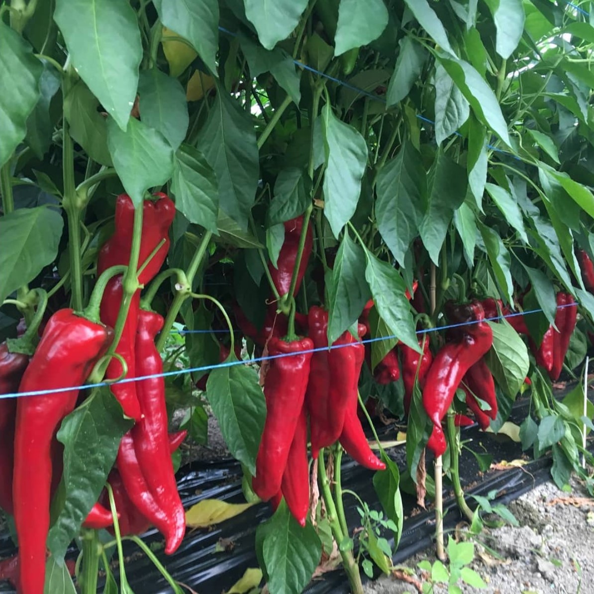 Händler - Schalladorf - Saison 2019 - Sunrise Chili