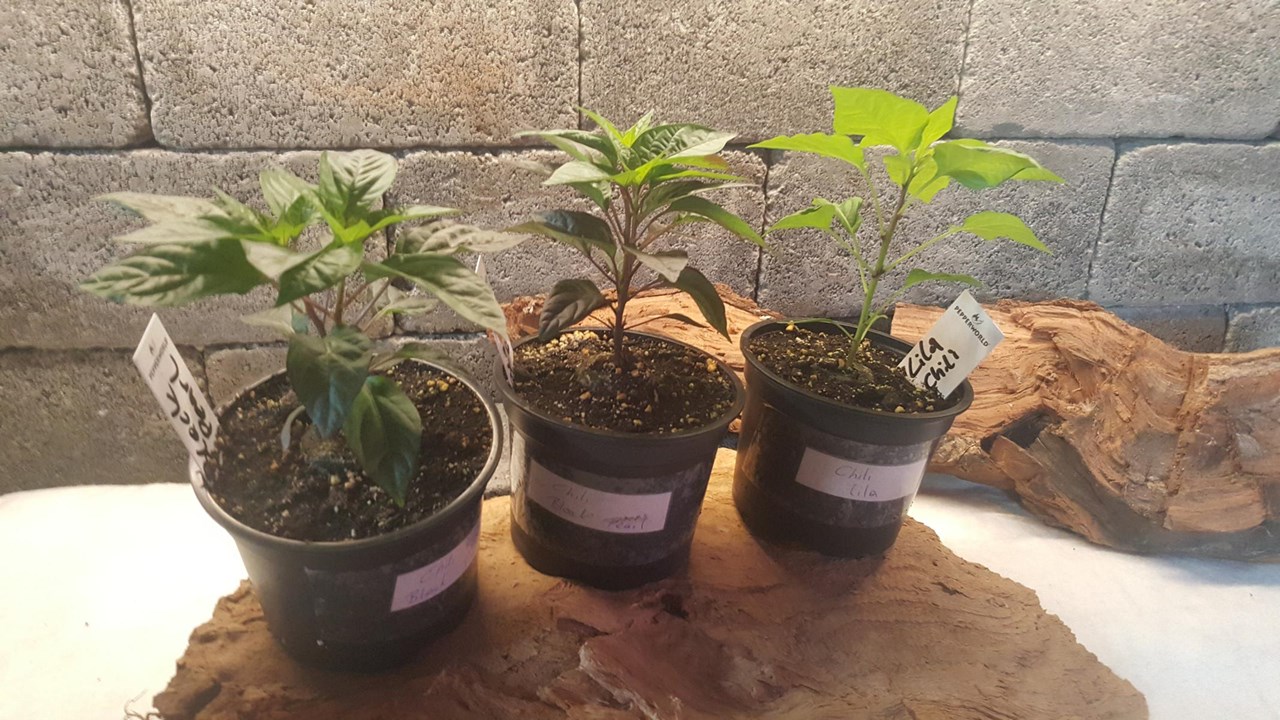 Landwirtschaft Forestbase Produkt-Beispiele Chili Pflanzen