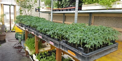 Händler - Burgenland - viele verschiedene Tomatenpflanzen - Landwirtschaft Forestbase