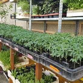 Unternehmen: viele verschiedene Tomatenpflanzen - Landwirtschaft Forestbase