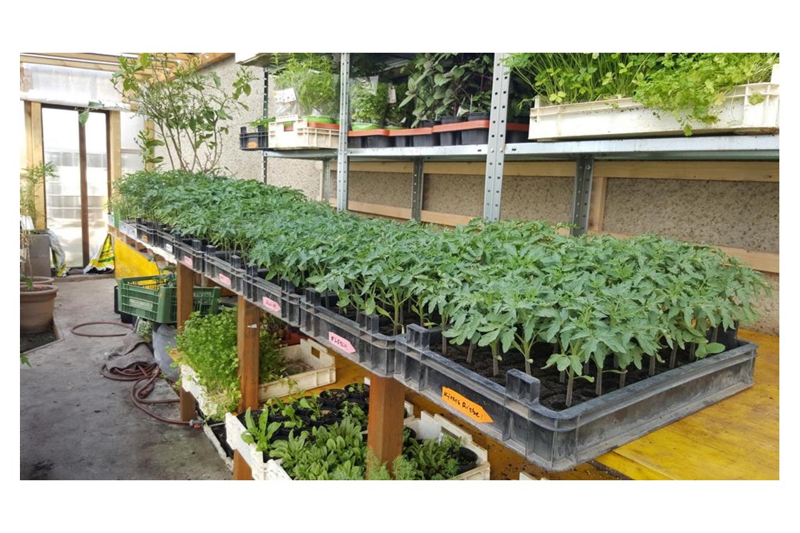 Unternehmen: viele verschiedene Tomatenpflanzen - Landwirtschaft Forestbase