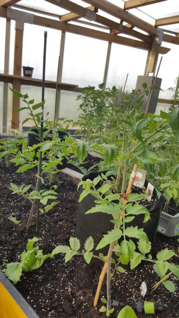 Händler - Burgenland - Tomatenzucht - Landwirtschaft Forestbase