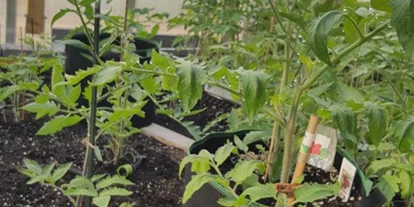 Händler - Burgenland - Tomatenzucht - Landwirtschaft Forestbase
