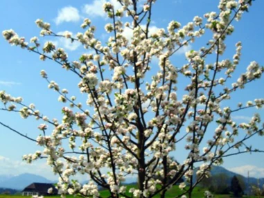 Unternehmen: Apfelbaum "Kronprinz Rudolf" in Blüte - Biobaumschule Eschenhof