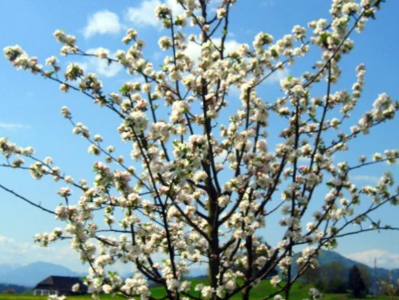 Unternehmen: Apfelbaum "Kronprinz Rudolf" in Blüte - Biobaumschule Eschenhof