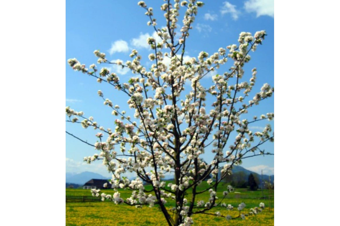 Unternehmen: Apfelbaum "Kronprinz Rudolf" in Blüte - Biobaumschule Eschenhof