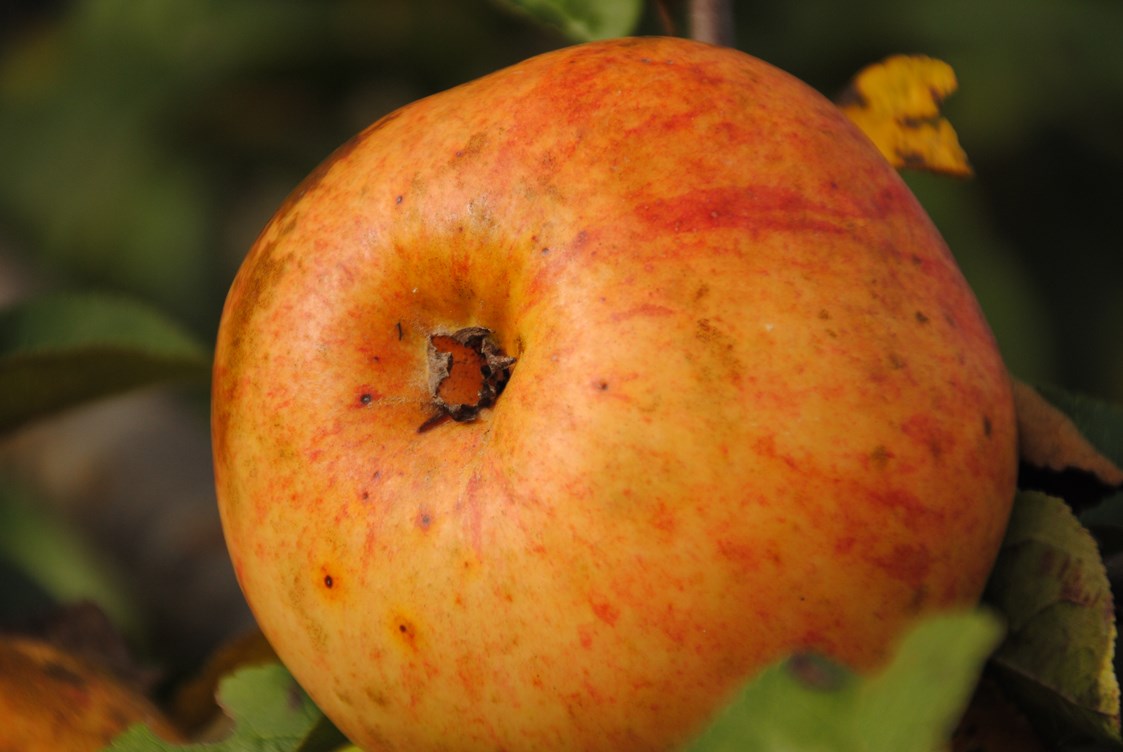 Unternehmen: Alkmene, ertragreiche Apfelsorte  - Biobaumschule Eschenhof