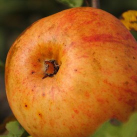 Unternehmen: Alkmene, ertragreiche Apfelsorte  - Biobaumschule Eschenhof