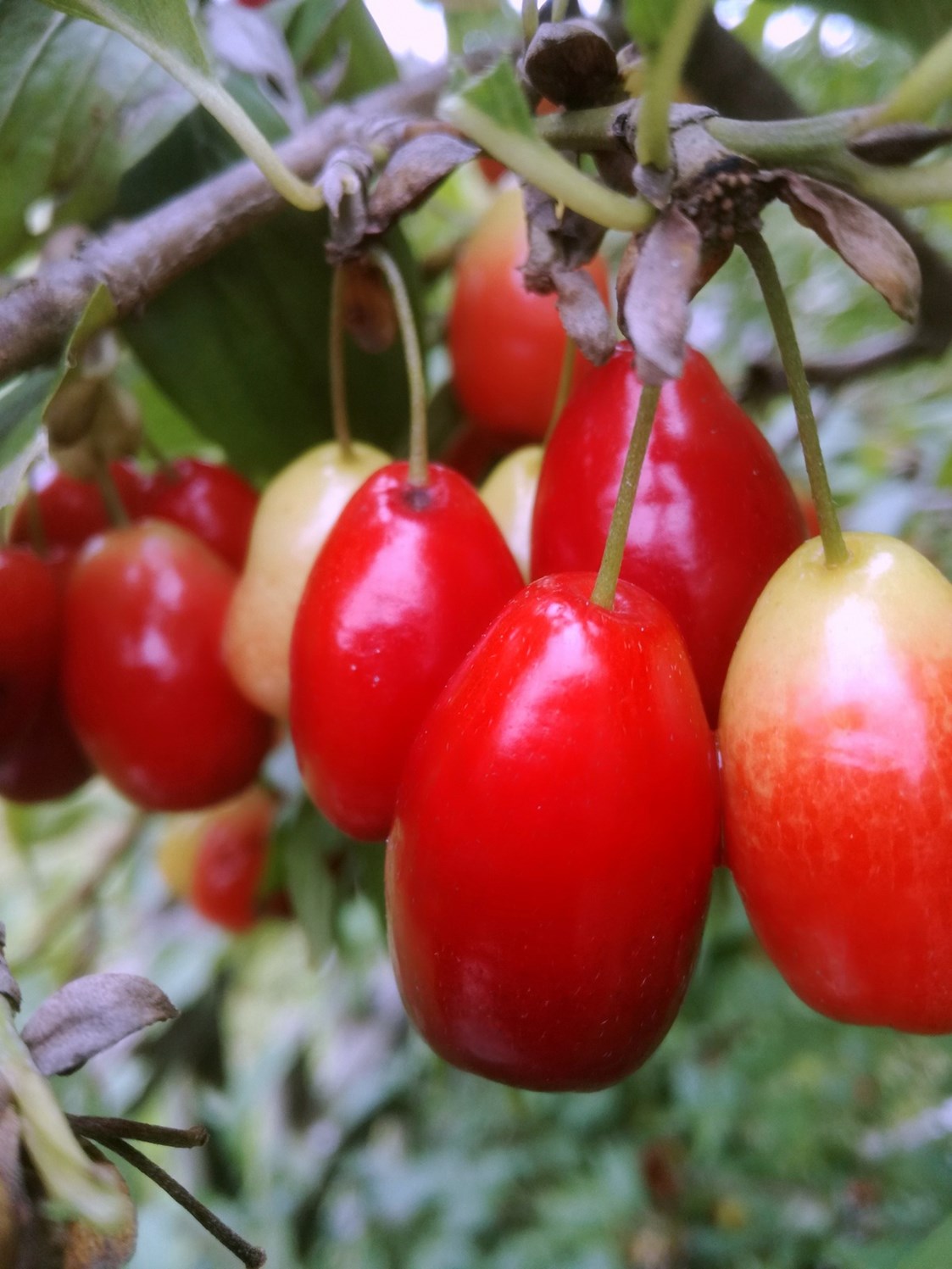Unternehmen: Cornus mas - Dirndlstrauch mit Früchten, die sich besonders für sehr aromatische Marmeladen und Gelees eignen. - Biobaumschule Eschenhof
