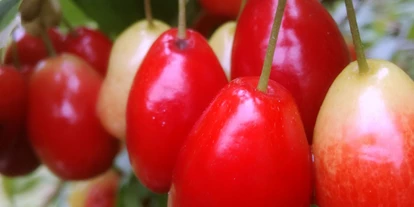 Händler - Klagenfurt - Cornus mas - Dirndlstrauch mit Früchten, die sich besonders für sehr aromatische Marmeladen und Gelees eignen. - Biobaumschule Eschenhof