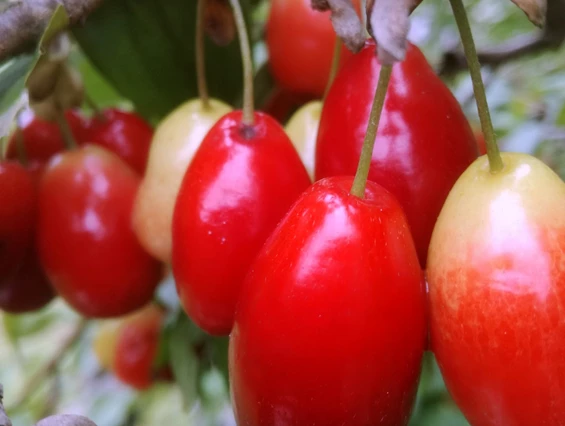 Unternehmen: Cornus mas - Dirndlstrauch mit Früchten, die sich besonders für sehr aromatische Marmeladen und Gelees eignen. - Biobaumschule Eschenhof