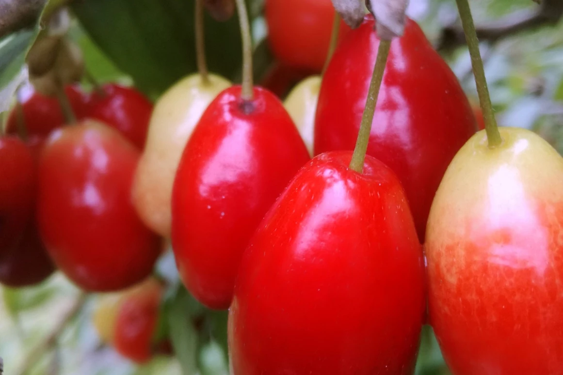 Unternehmen: Cornus mas - Dirndlstrauch mit Früchten, die sich besonders für sehr aromatische Marmeladen und Gelees eignen. - Biobaumschule Eschenhof