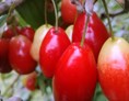 Unternehmen: Cornus mas - Dirndlstrauch mit Früchten, die sich besonders für sehr aromatische Marmeladen und Gelees eignen. - Biobaumschule Eschenhof