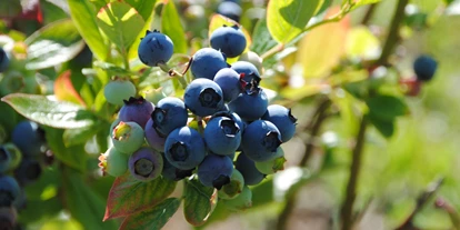 Händler - Klagenfurt - Kulturheidelbeeren - es gibt früh und etwas später fruchtende Sorten.  - Biobaumschule Eschenhof