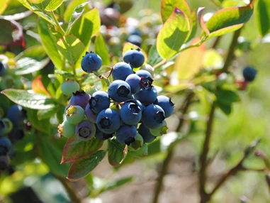 Unternehmen: Kulturheidelbeeren - es gibt früh und etwas später fruchtende Sorten.  - Biobaumschule Eschenhof