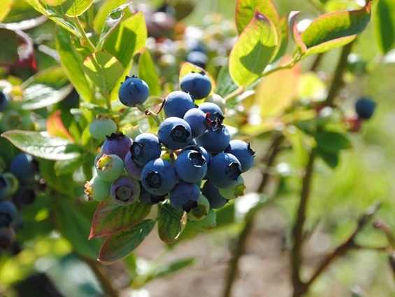 Unternehmen: Kulturheidelbeeren - es gibt früh und etwas später fruchtende Sorten.  - Biobaumschule Eschenhof