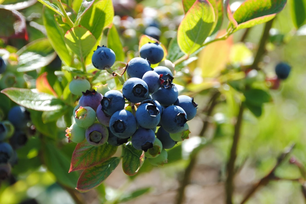 Unternehmen: Kulturheidelbeeren - es gibt früh und etwas später fruchtende Sorten.  - Biobaumschule Eschenhof