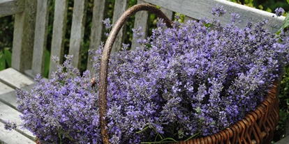 Händler - Klagenfurt - Lavendel - ideal für Duftsäckchen, Tees zum beseren Einschalfen etc. - Biobaumschule Eschenhof