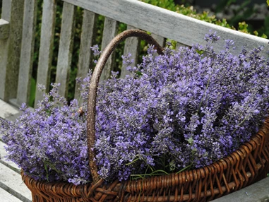 Unternehmen: Lavendel - ideal für Duftsäckchen, Tees zum beseren Einschalfen etc. - Biobaumschule Eschenhof