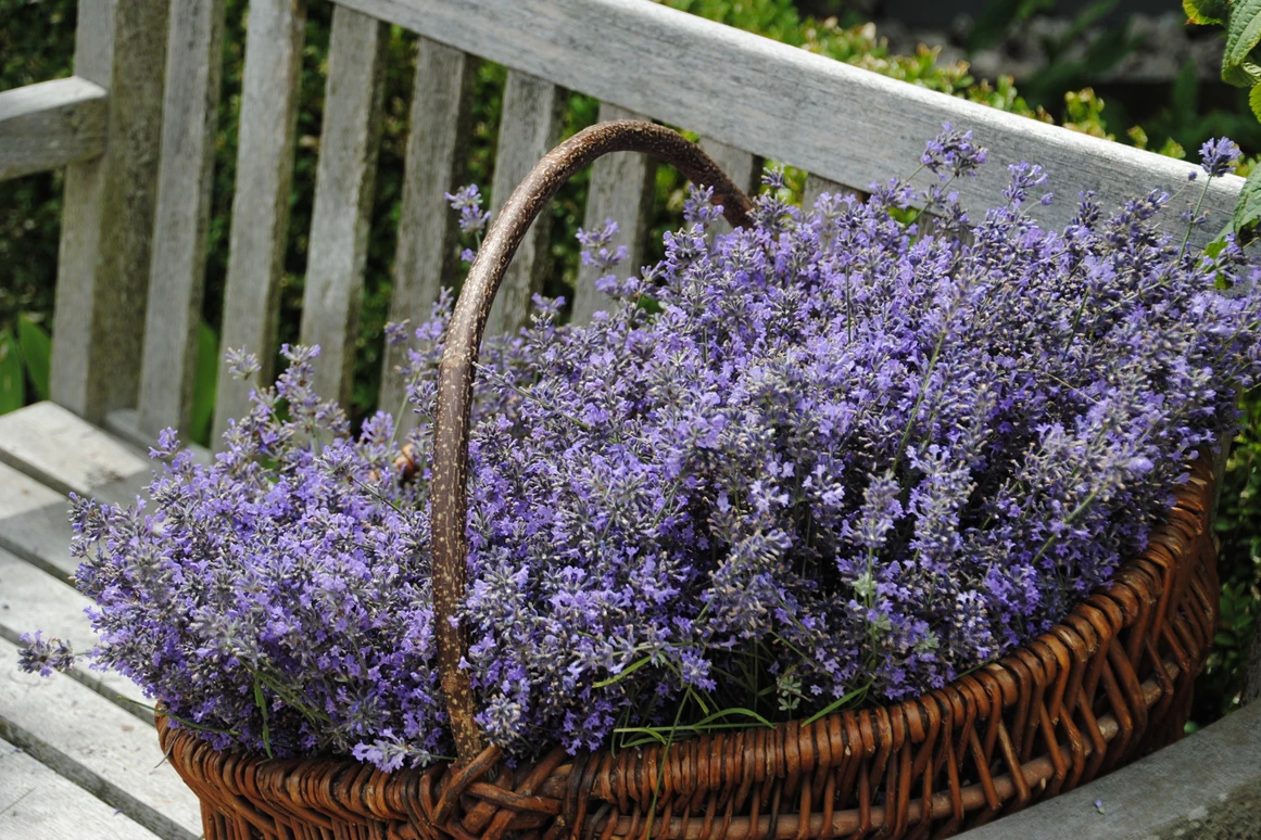 Unternehmen: Lavendel - ideal für Duftsäckchen, Tees zum beseren Einschalfen etc. - Biobaumschule Eschenhof