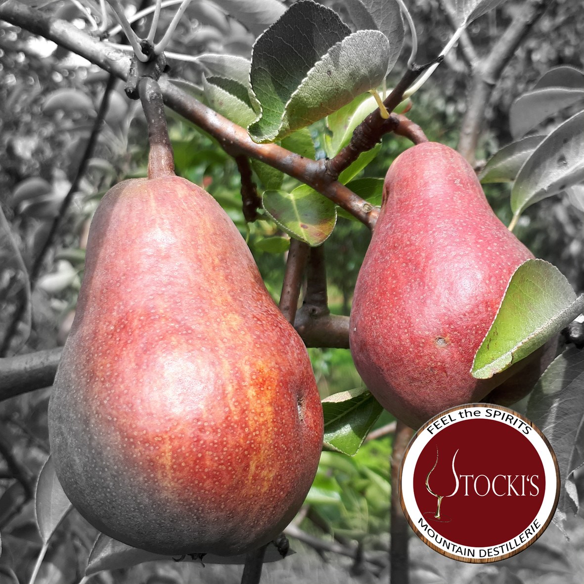 Stocki's Mountaindestillerie Produkt-Beispiele Rote Williams | STO RED