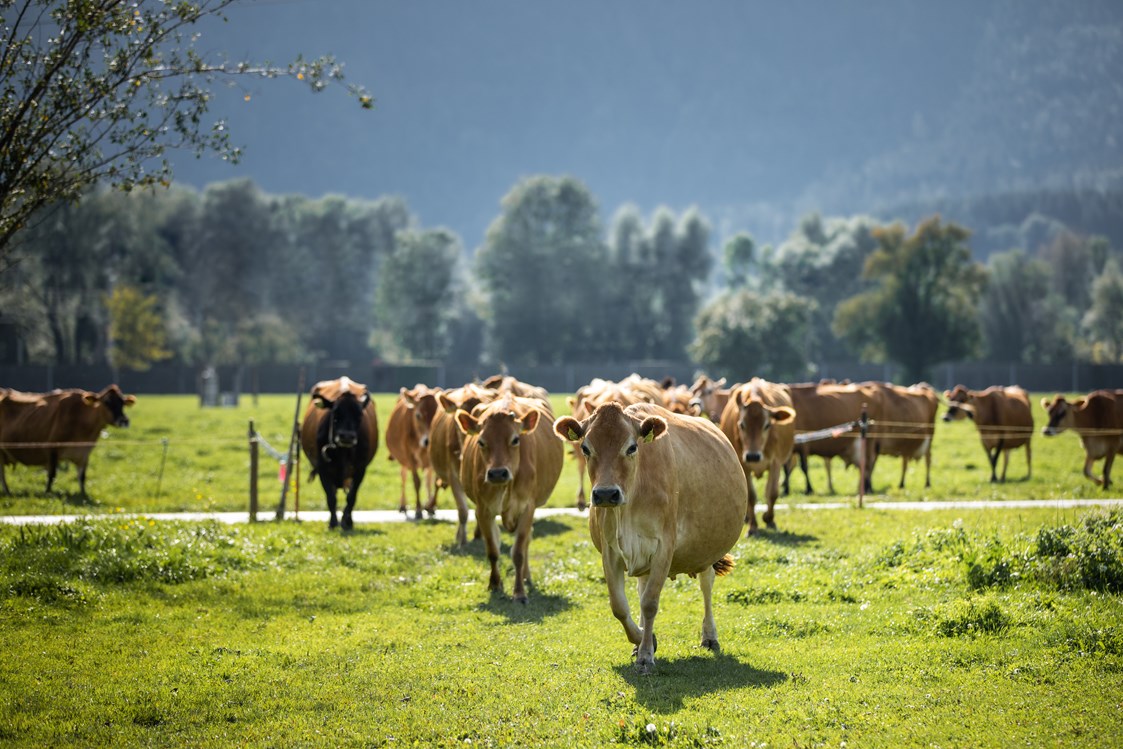 Unternehmen: Herde Jersey Kühe auf der Weide - Bio Hofkäserei Fürstenhof