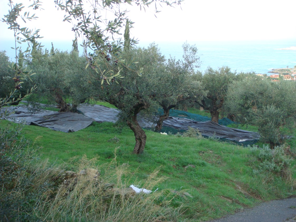 Unternehmen: Olivenernte - Olivenöl Maringer
