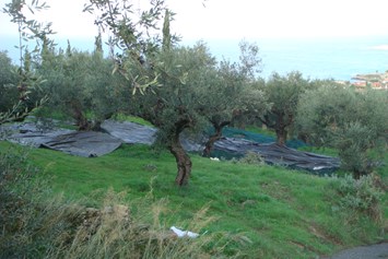 Unternehmen: Olivenernte - Olivenöl Maringer