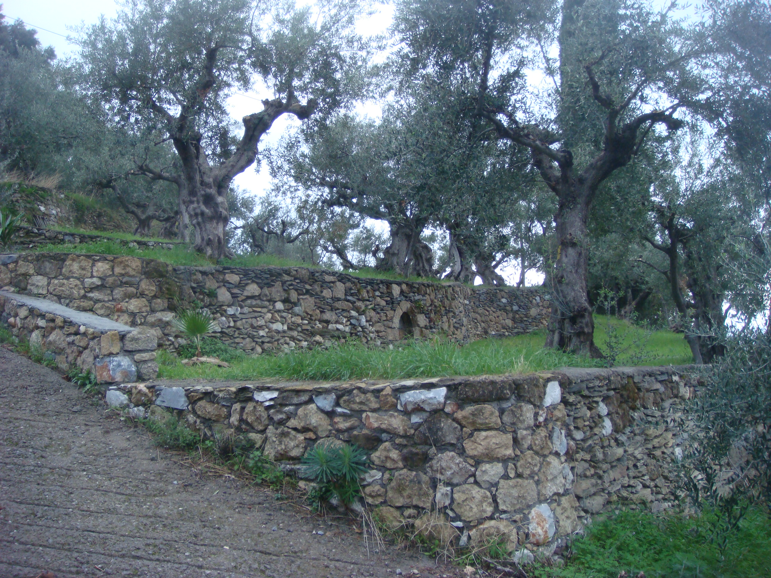 Händler - Salzburg-Stadt Gneis - Olivenhain - Olivenöl Maringer