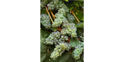 Händler - PLZ 5161 (Österreich) - Rebklaus - Wein und Spezialitäten