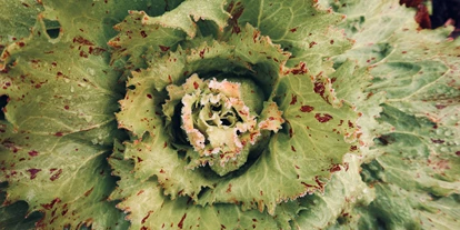 Händler - PLZ 5161 (Österreich) - Castelfranco - Lielonhof