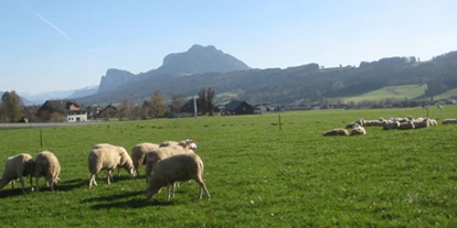 Händler - Salzburg-Stadt (Salzburg) - Die Bio-Schafherde mit Blick auf den Schober. - Stranzenhof