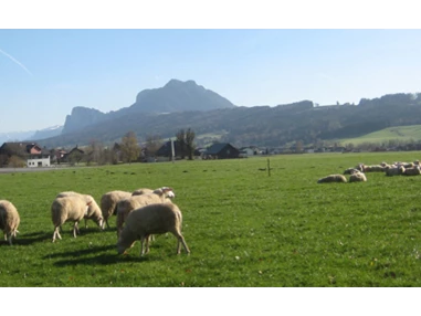Direktvermarkter: Die Bio-Schafherde mit Blick auf den Schober. - Stranzenhof